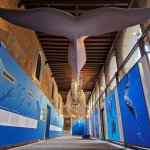  La galleria dei Cetacei, con il gigantesco scheletro sospeso di Balenottera comune